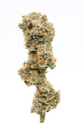 A cannabis bud