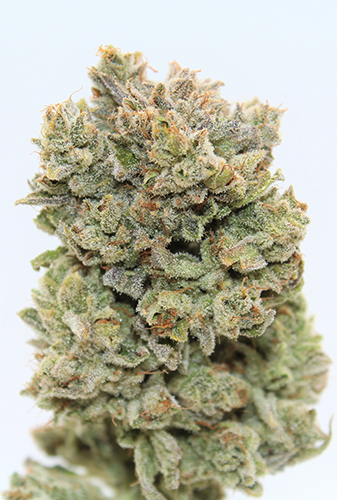A cannabis bud