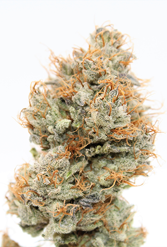 A cannabis bud