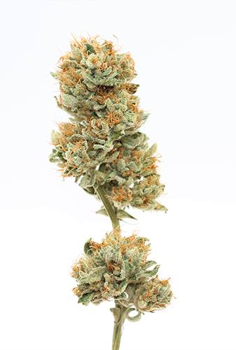 Premium cannabis bud showcasing vibrant green and orange hues, emphasizing quality and freshness, relevant to Quality Control Dispensary's curated selection for Sheepshead Bay customers.