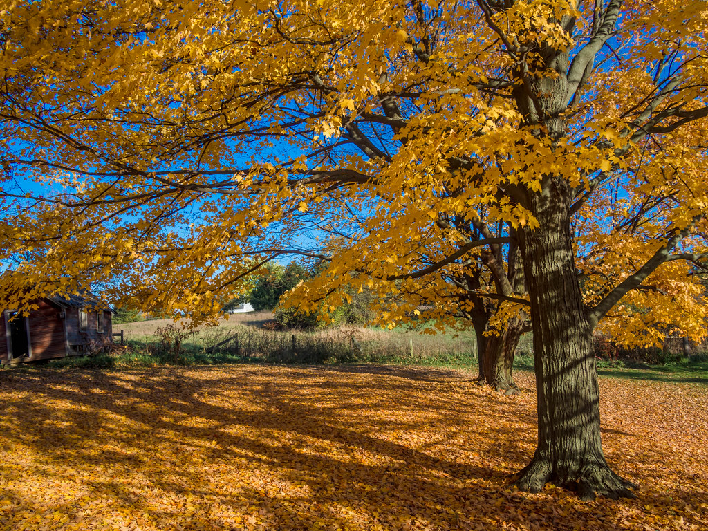 Fall trees